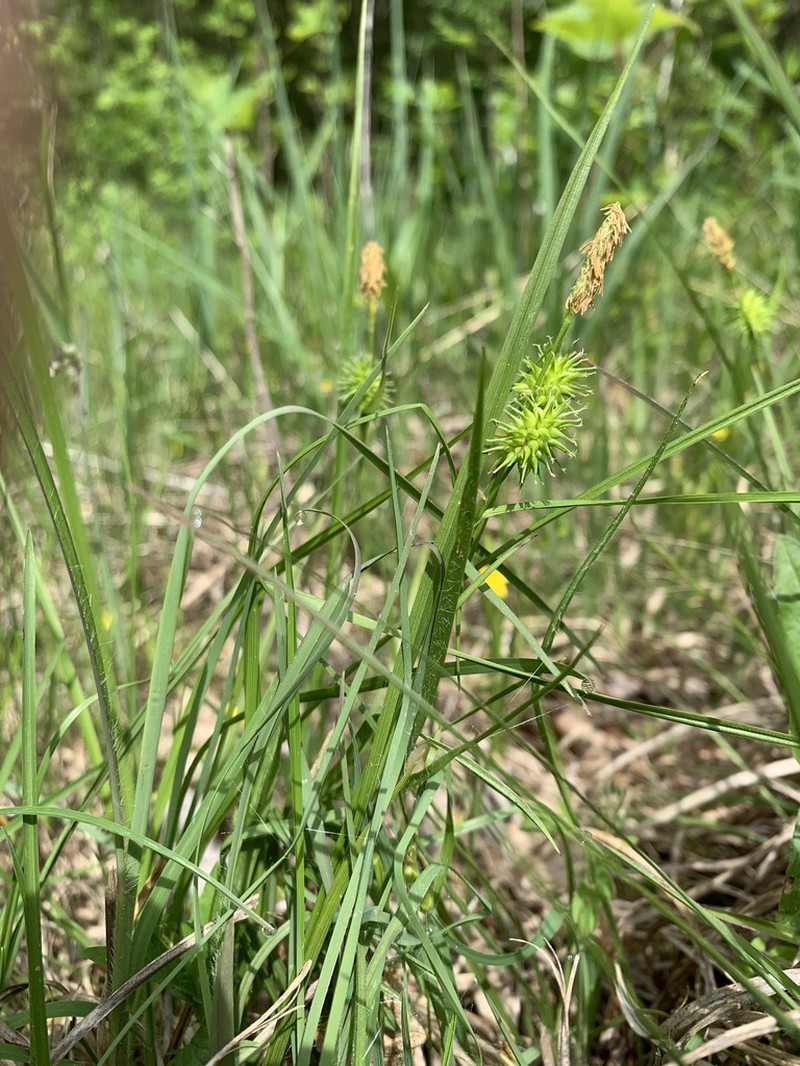 Greenstar Sedge photo 3