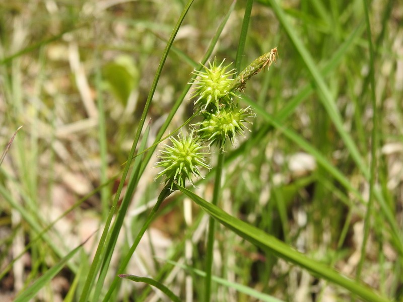 Greenstar Sedge photo 4
