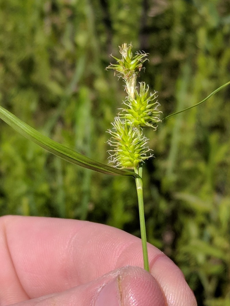 Greenstar Sedge photo 5