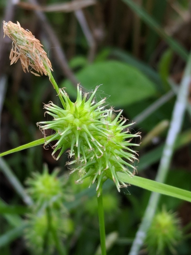 Greenstar Sedge photo 6