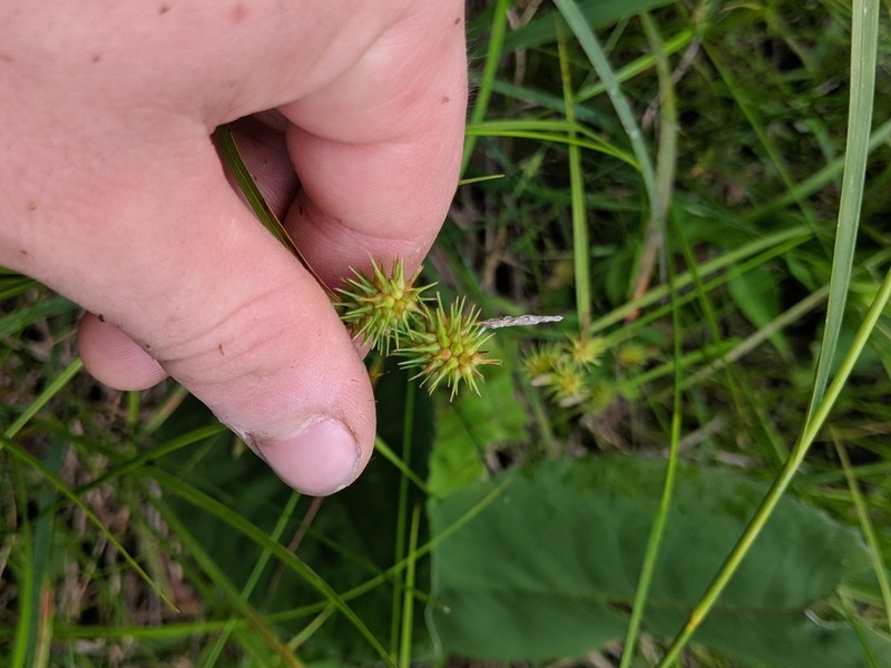 Greenstar Sedge photo 7