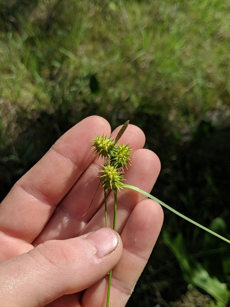 Greenstar Sedge photo 8