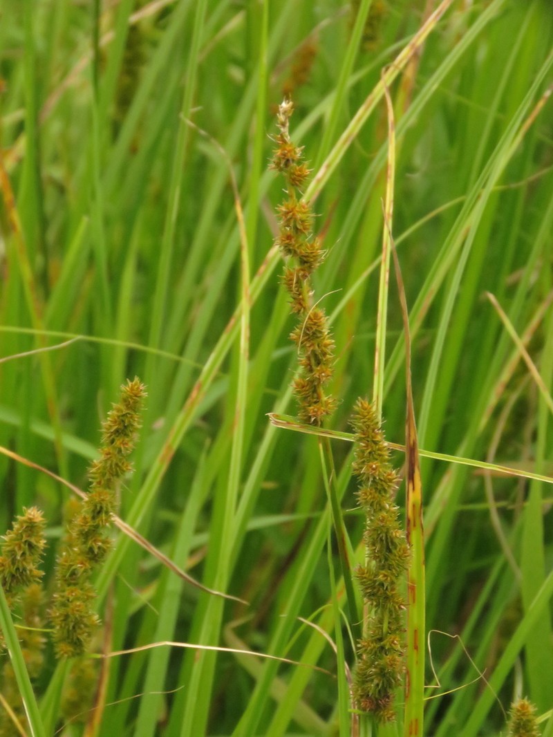 Fox Sedge