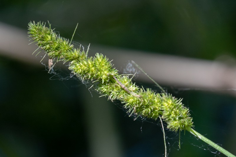Fox Sedge photo 2