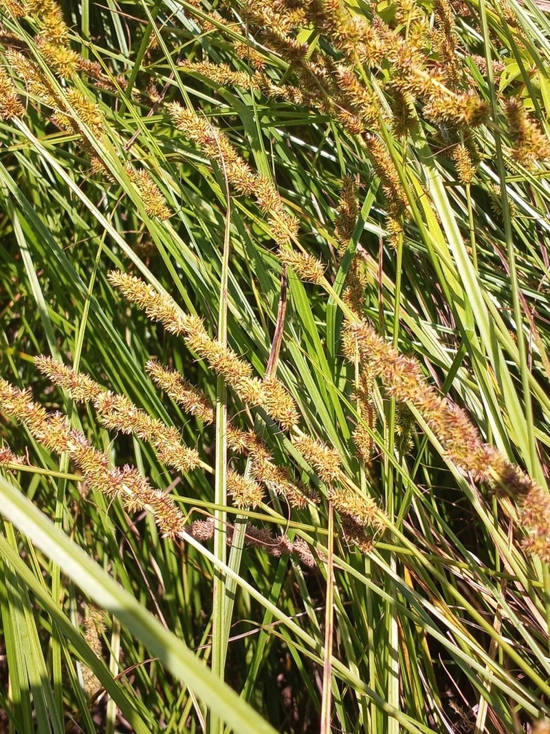 Fox Sedge photo 3