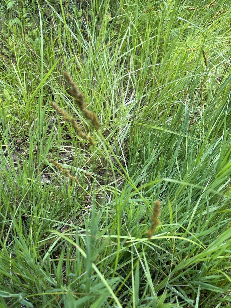 Fox Sedge photo 4