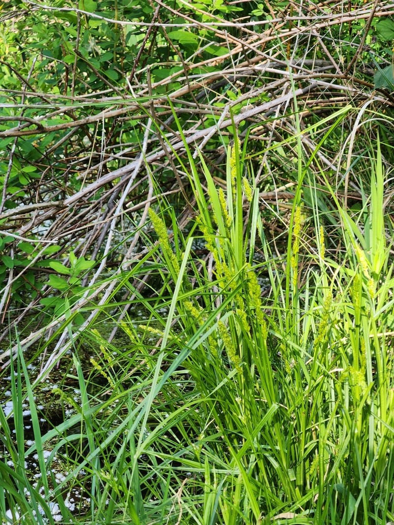 Fox Sedge photo 5