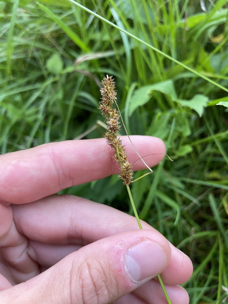 Fox Sedge photo 6