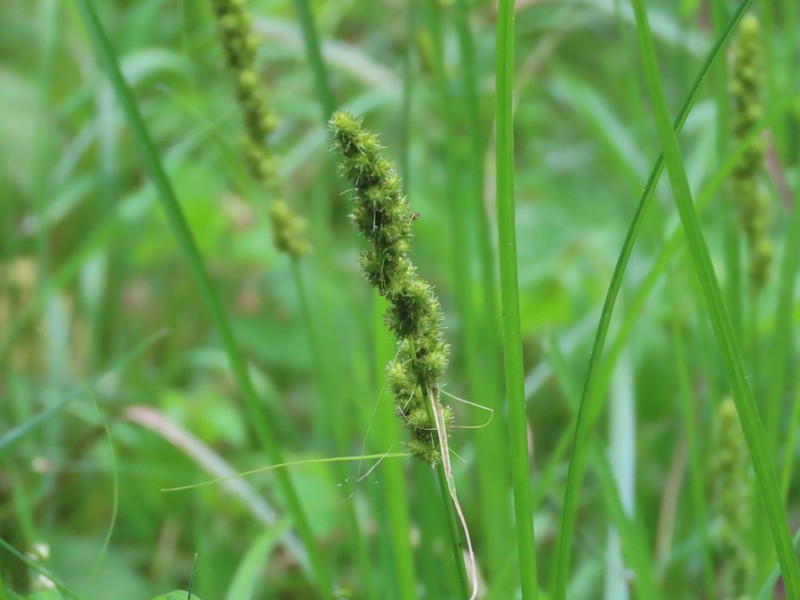 Fox Sedge photo 7