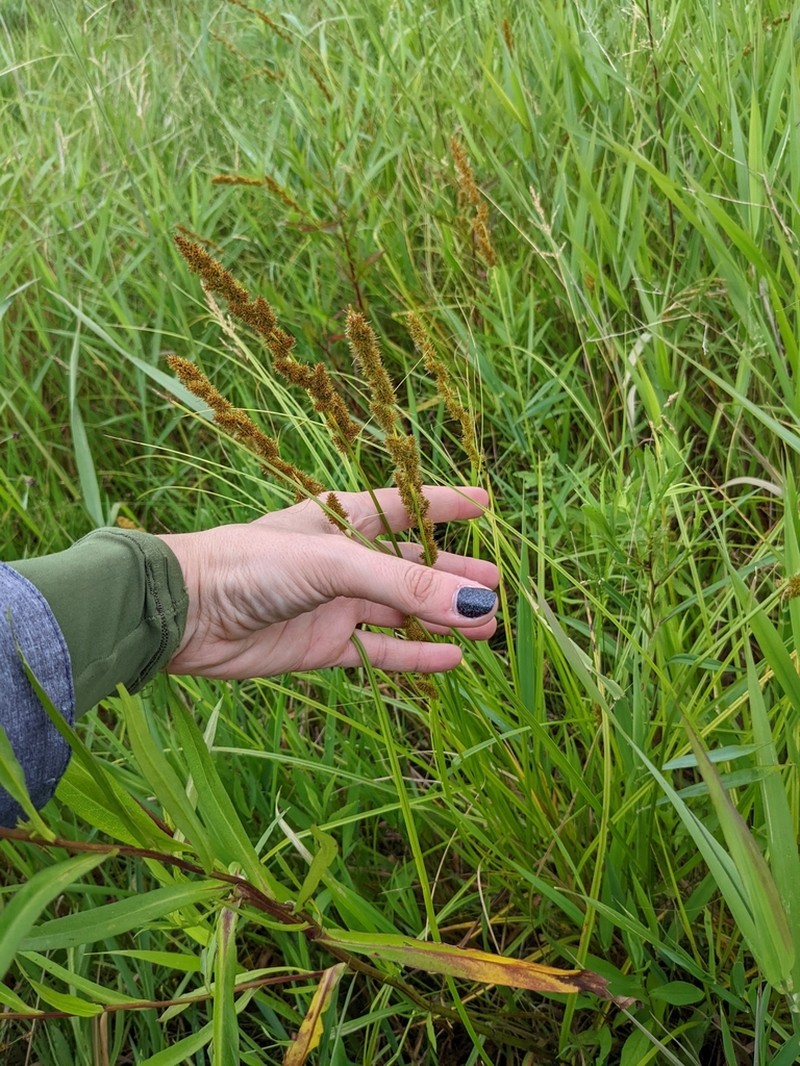 Fox Sedge photo 8