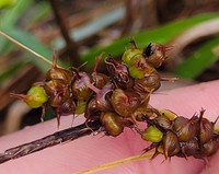 Oahu Sedge