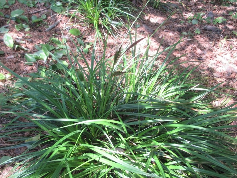 Oahu Sedge photo 3