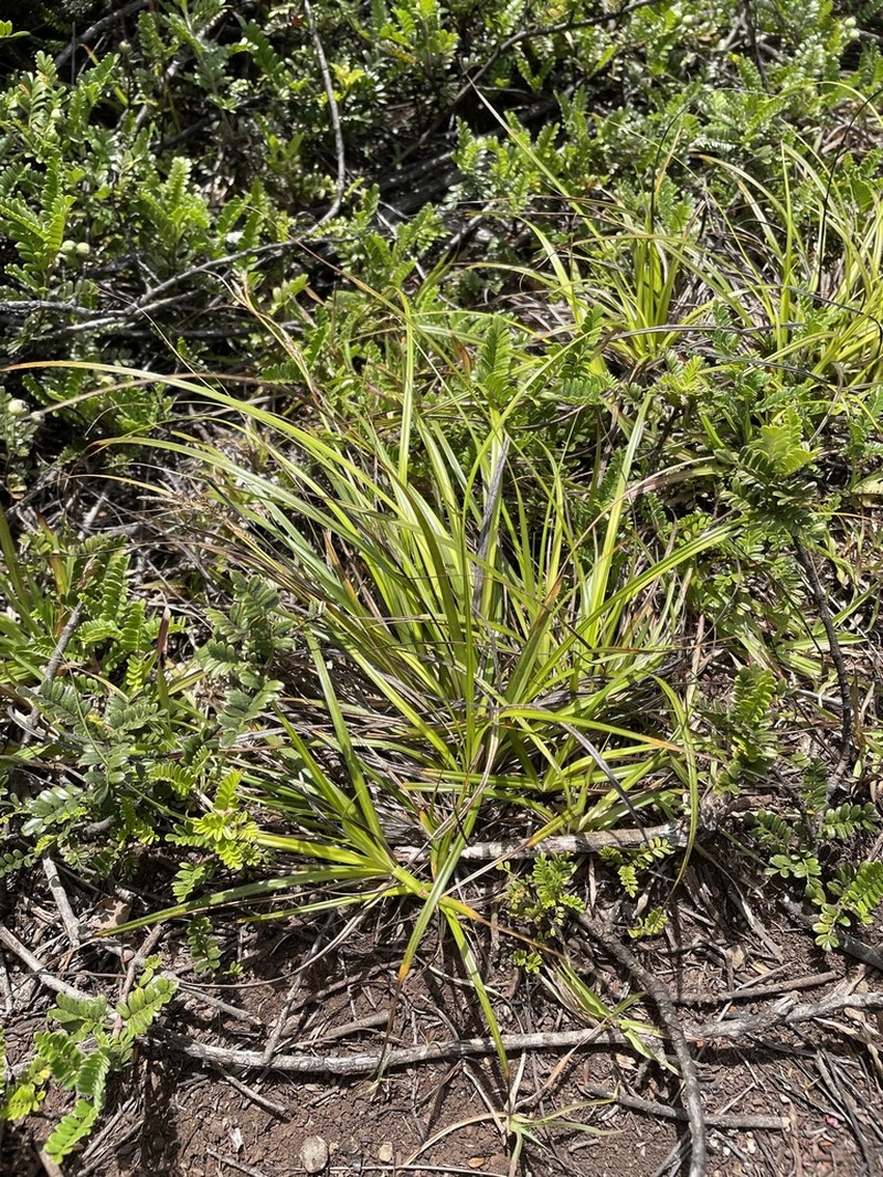 Oahu Sedge photo 4
