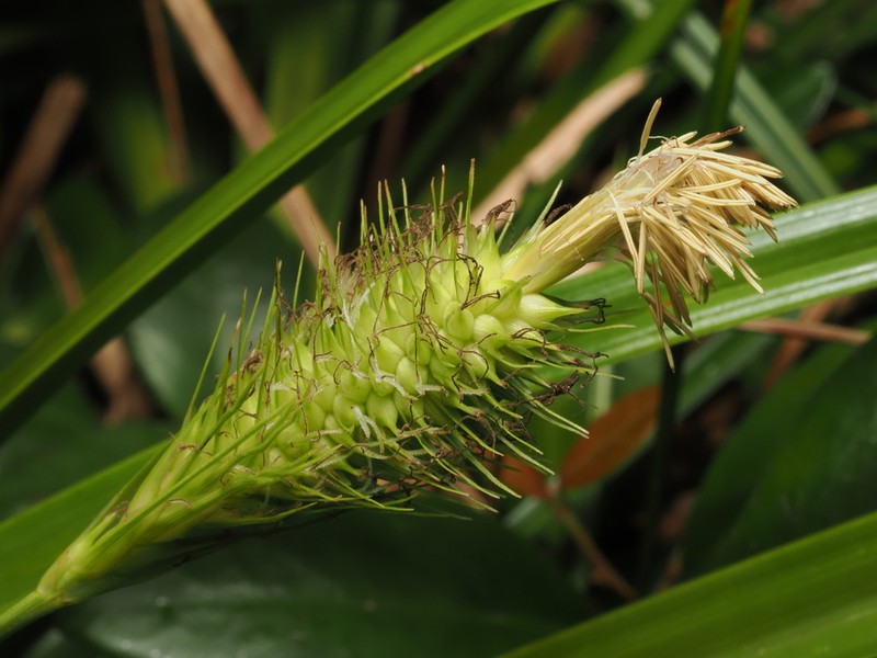 Oahu Sedge photo 5