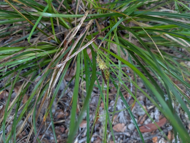 Oahu Sedge photo 6