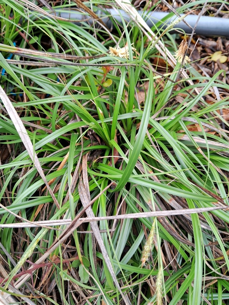 Oahu Sedge photo 8