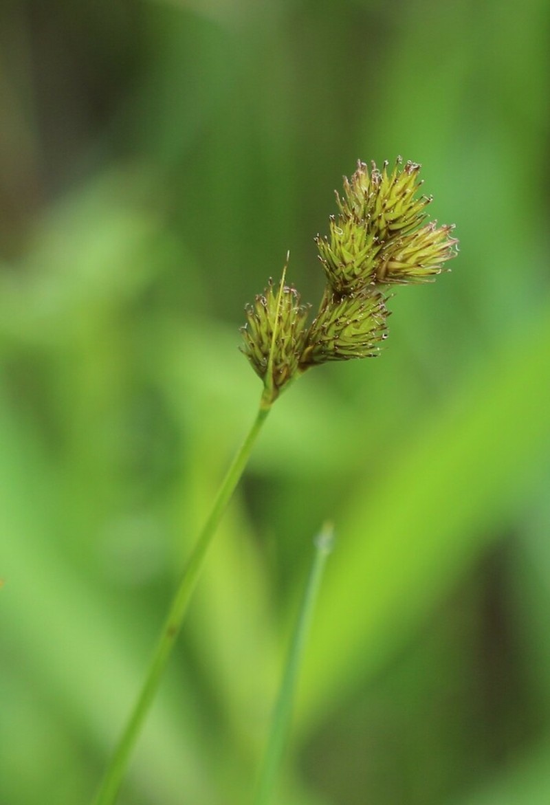 Carex waponahkikensis