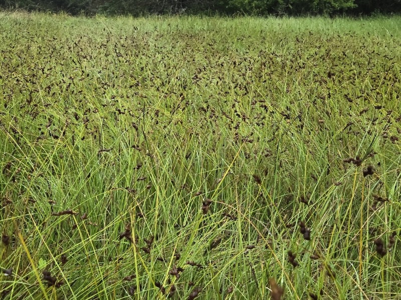 Carex waponahkikensis photo 2