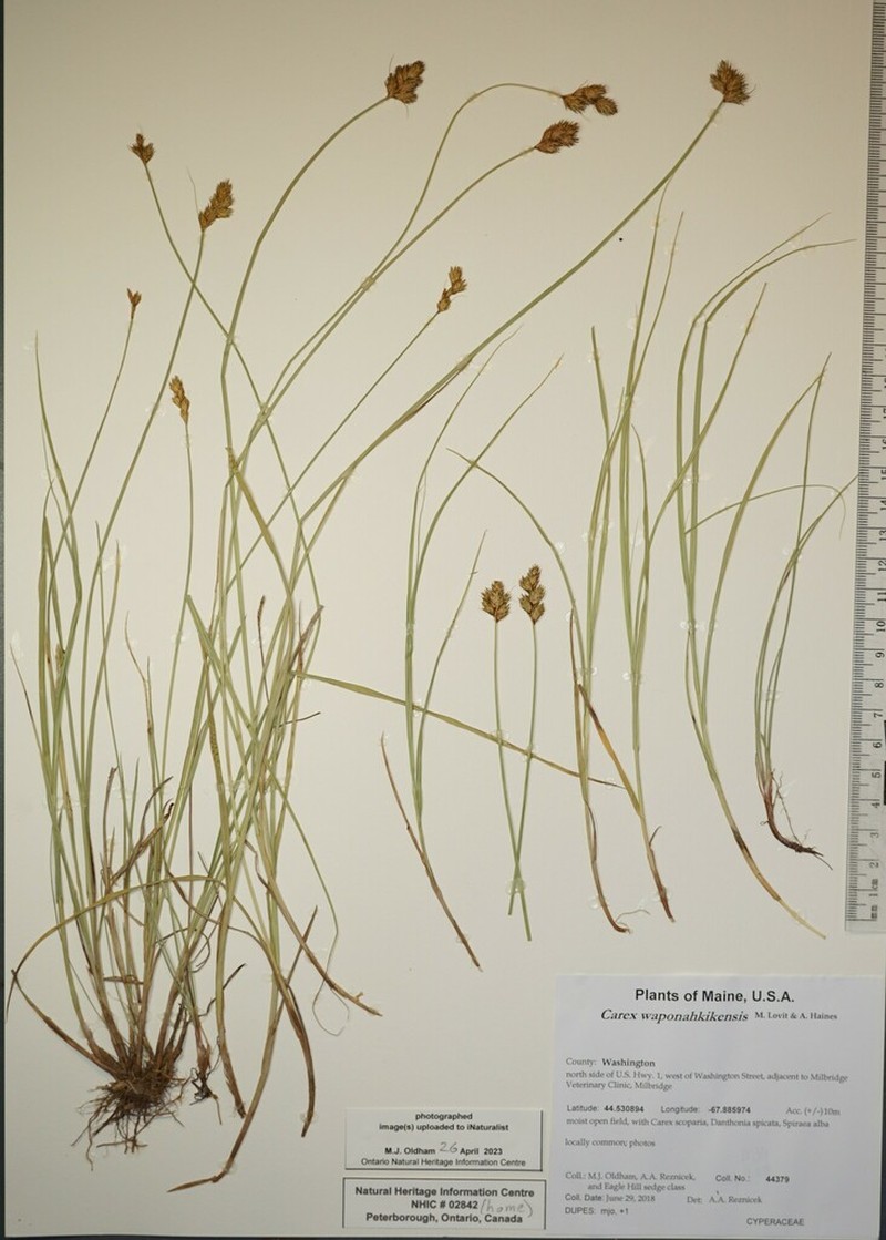 Carex waponahkikensis photo 3