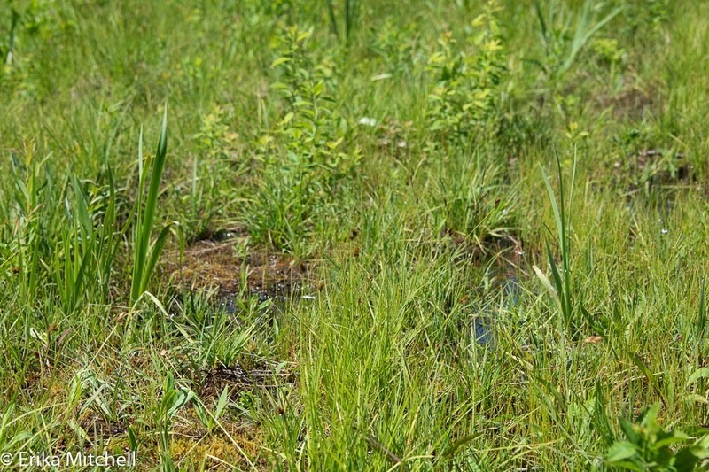 Carex waponahkikensis photo 4