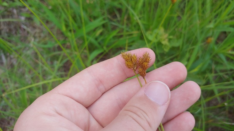 Carex waponahkikensis photo 5