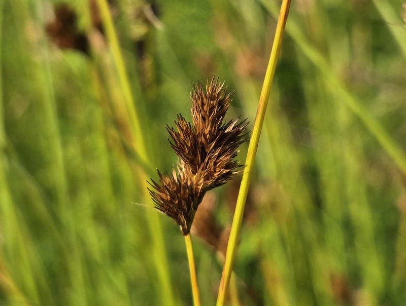 Carex waponahkikensis photo 7