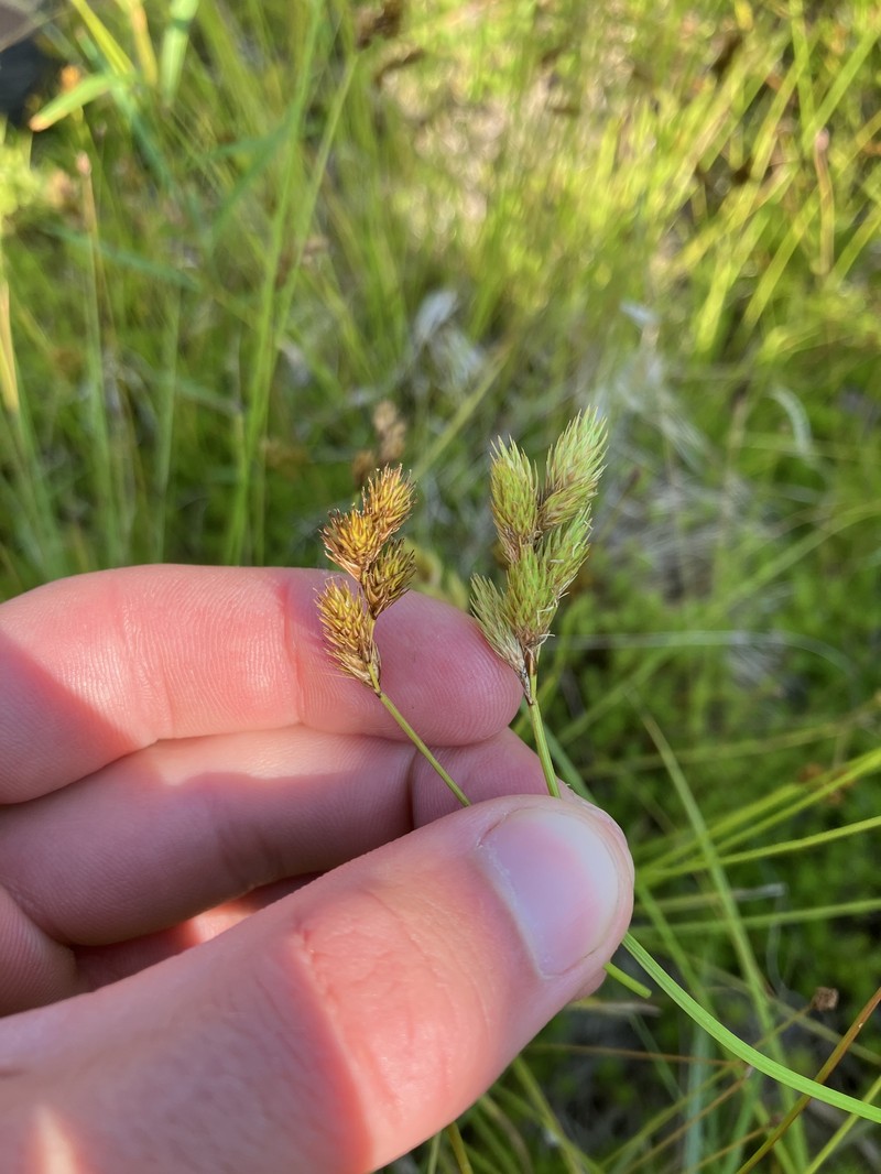 Carex waponahkikensis photo 8