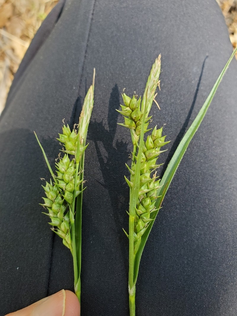 Whitney's Sedge