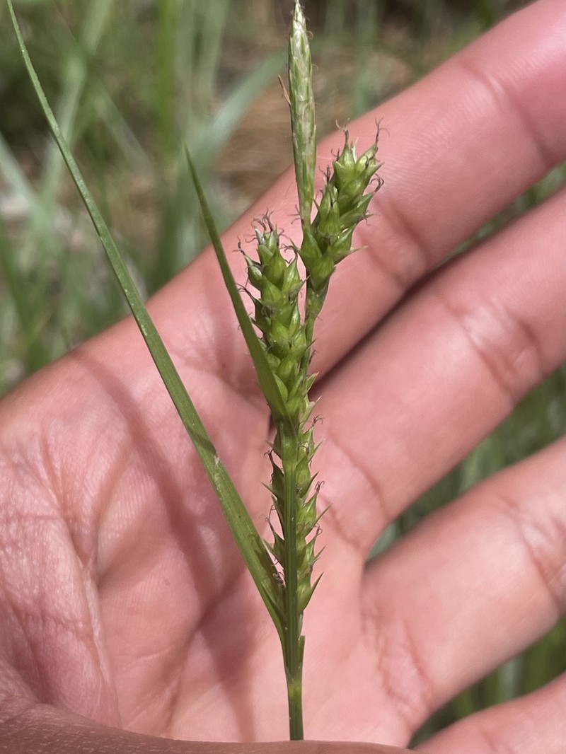 Whitney's Sedge photo 2