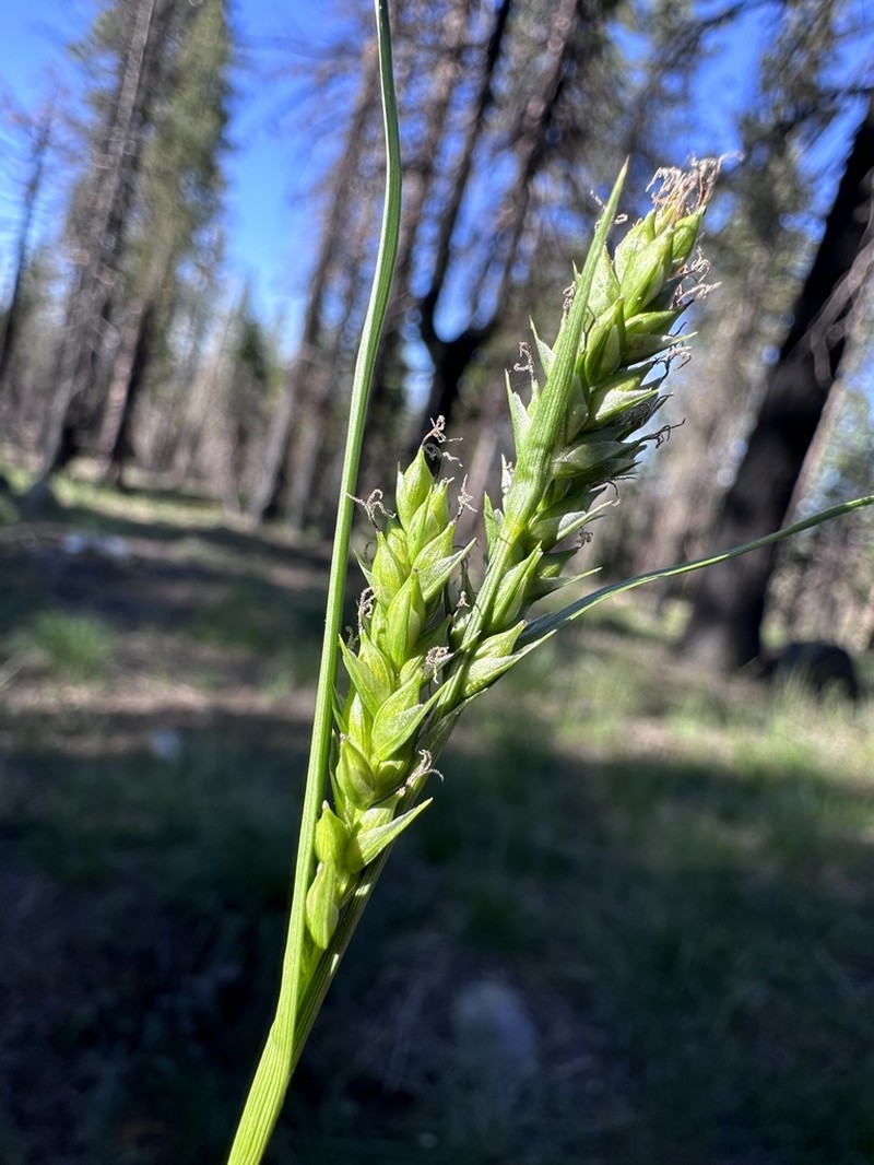 Whitney's Sedge photo 3