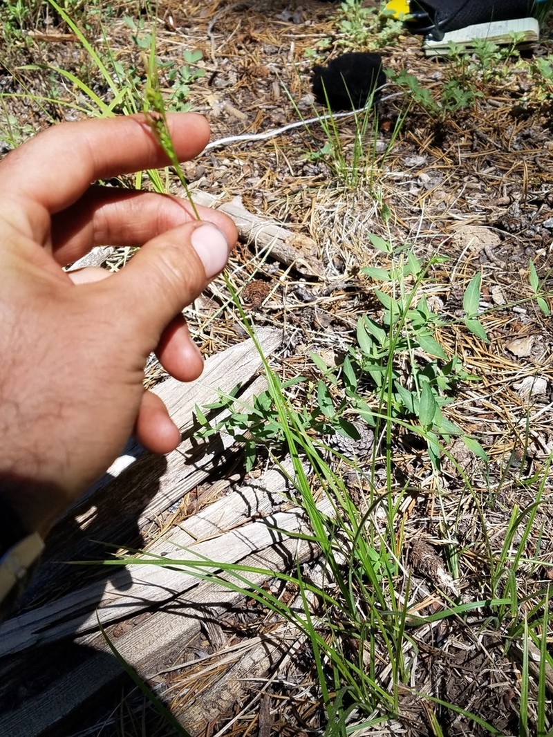 Whitney's Sedge photo 4