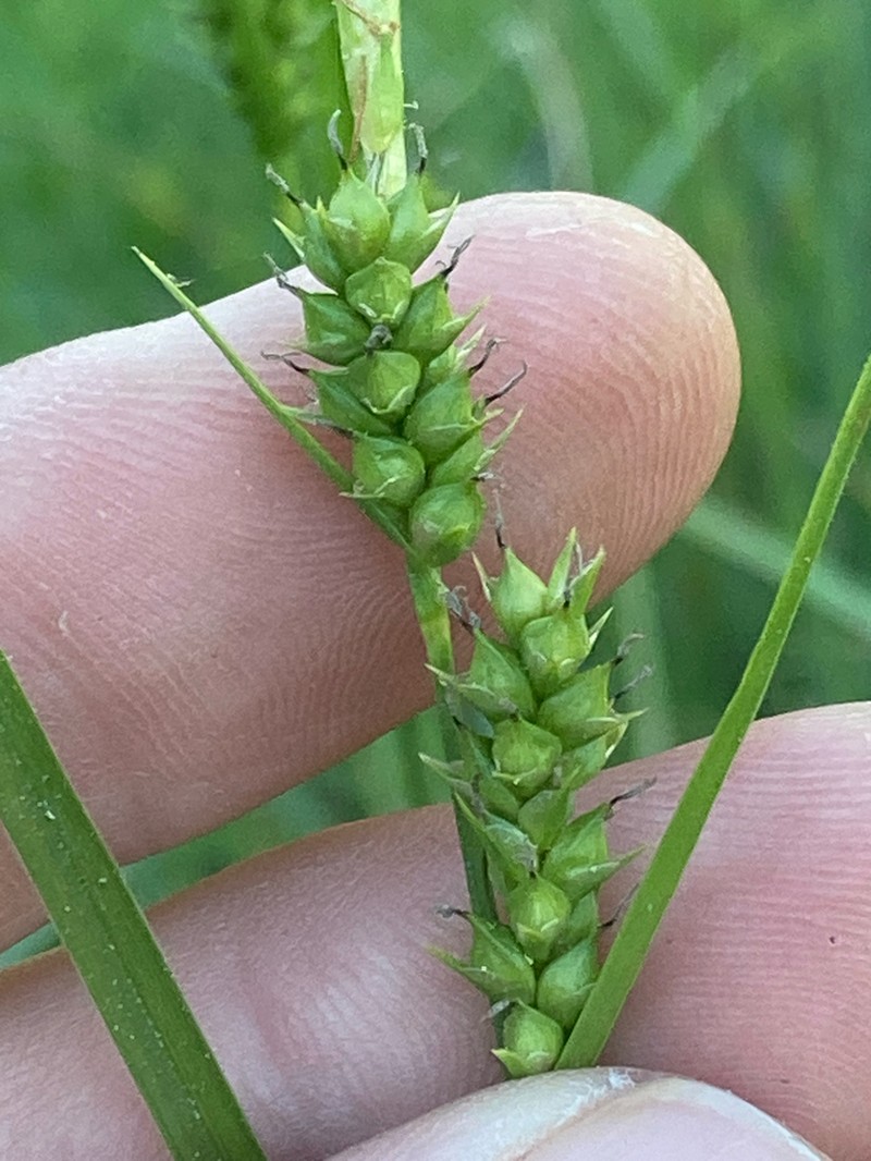 Whitney's Sedge photo 5