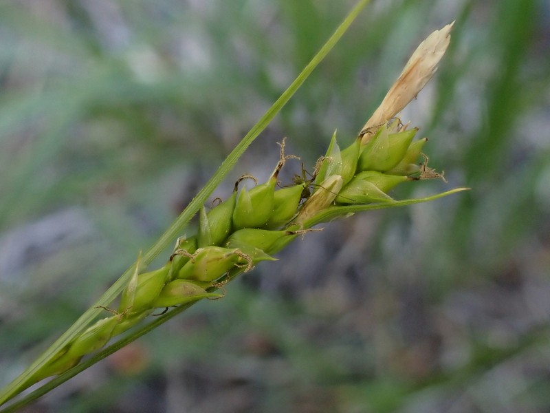 Whitney's Sedge photo 6