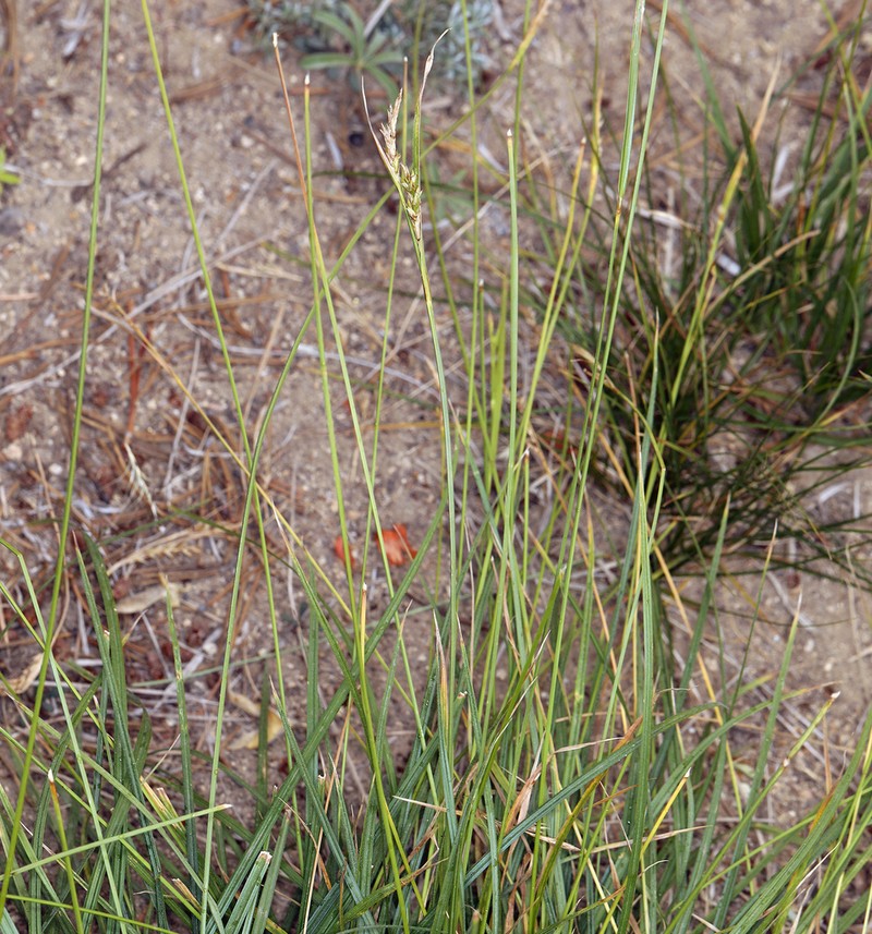 Whitney's Sedge photo 7