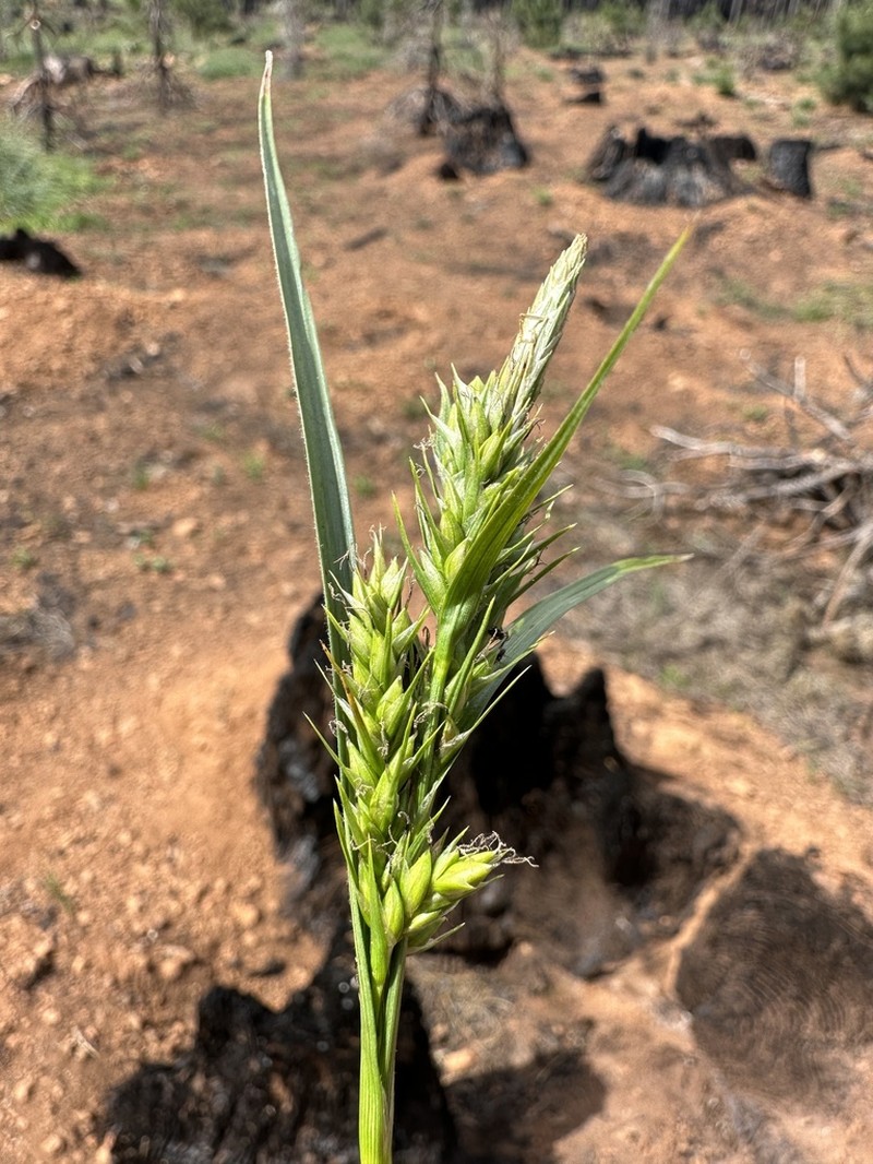 Whitney's Sedge photo 8