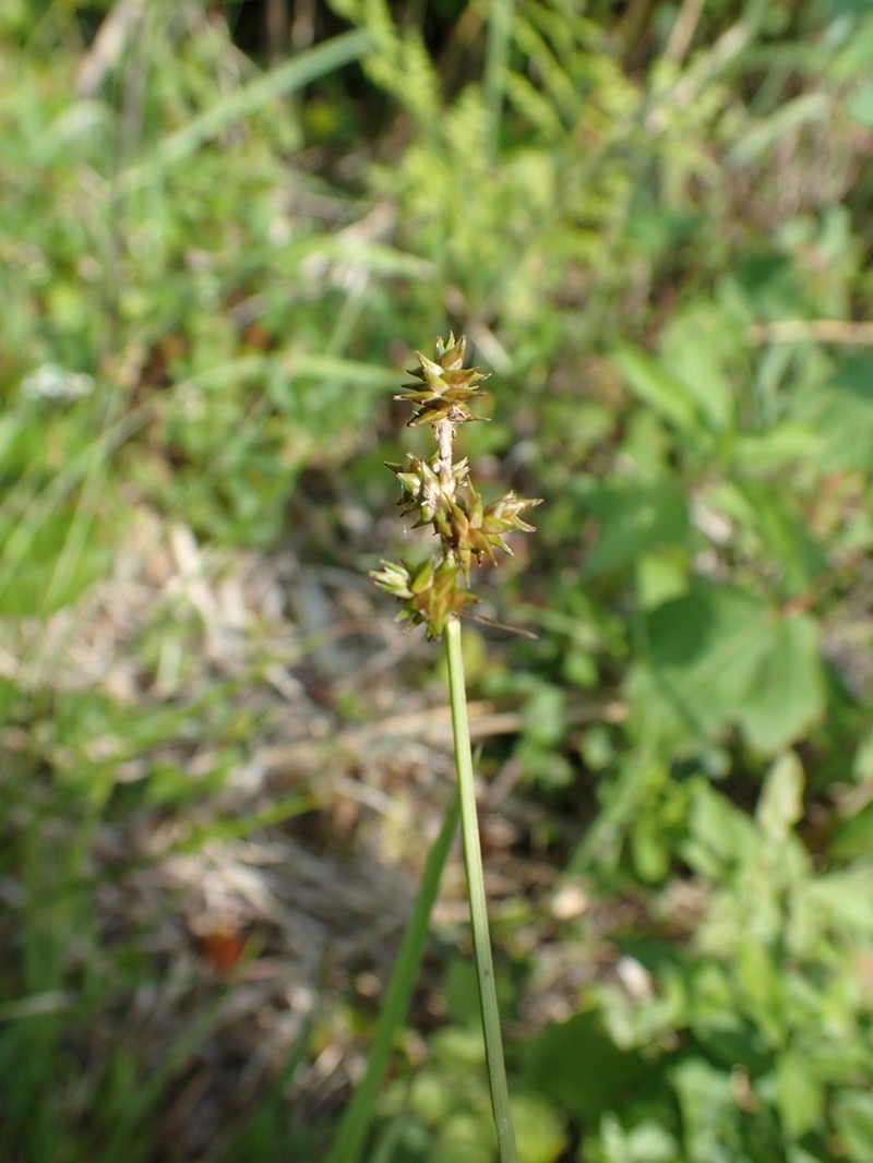Wiegand's Sedge