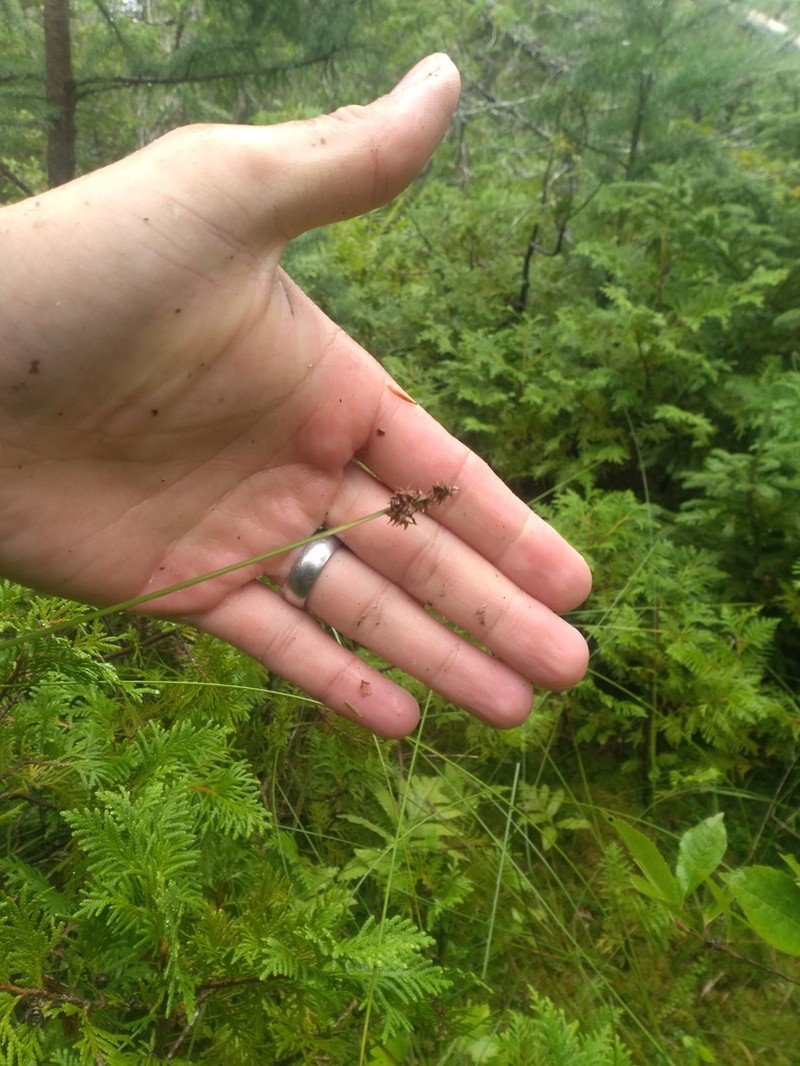 Wiegand's Sedge photo 2
