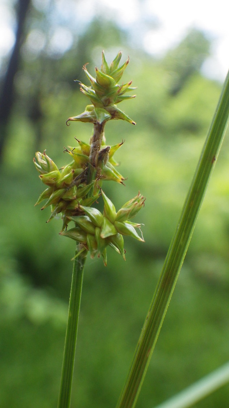 Wiegand's Sedge photo 3