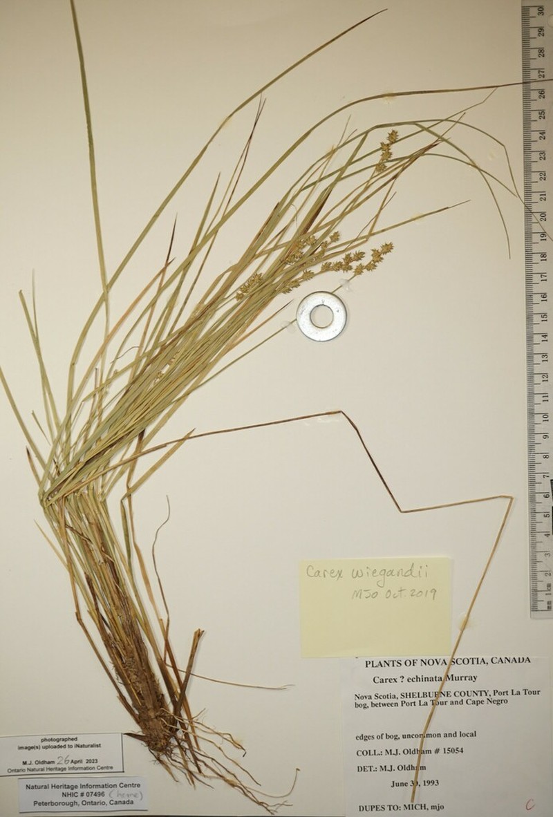 Wiegand's Sedge photo 4