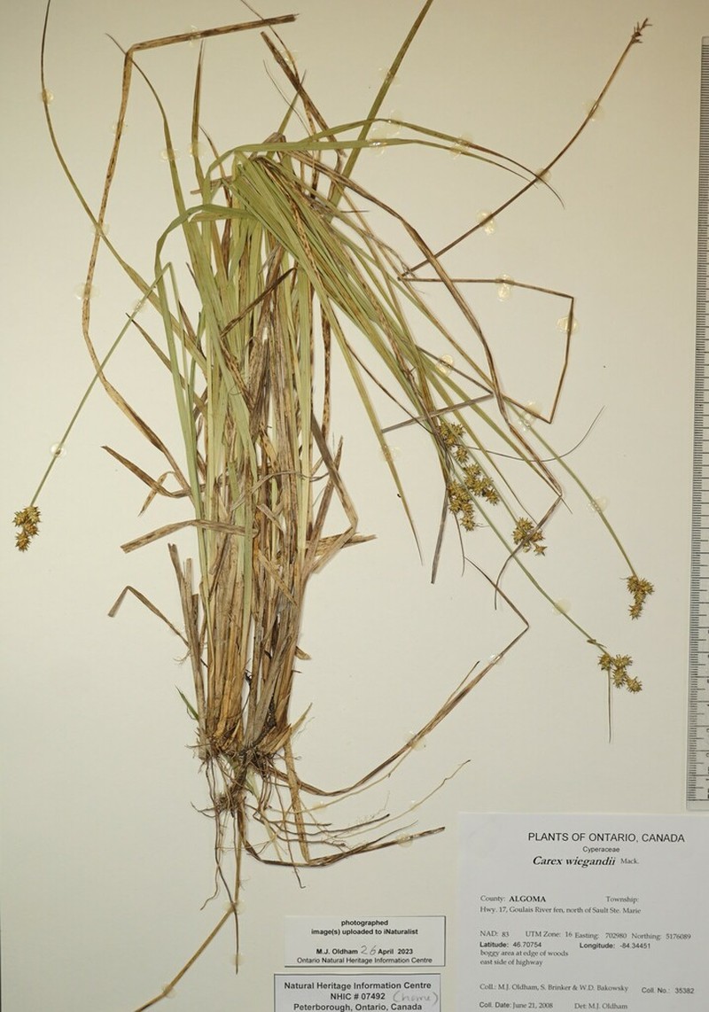 Wiegand's Sedge photo 5
