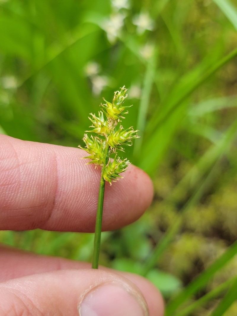 Wiegand's Sedge photo 6