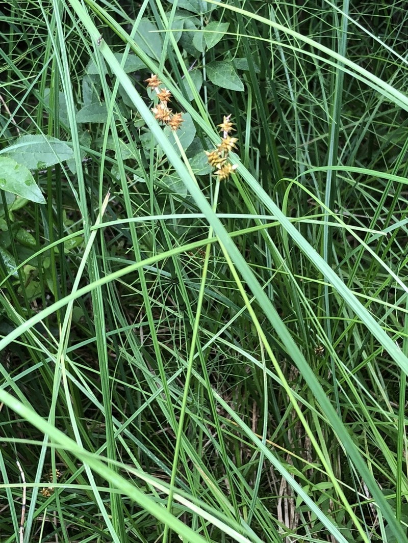 Wiegand's Sedge photo 7