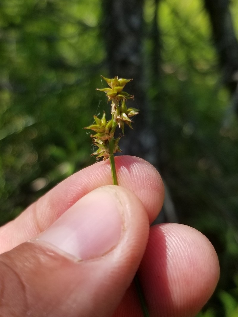 Wiegand's Sedge photo 8