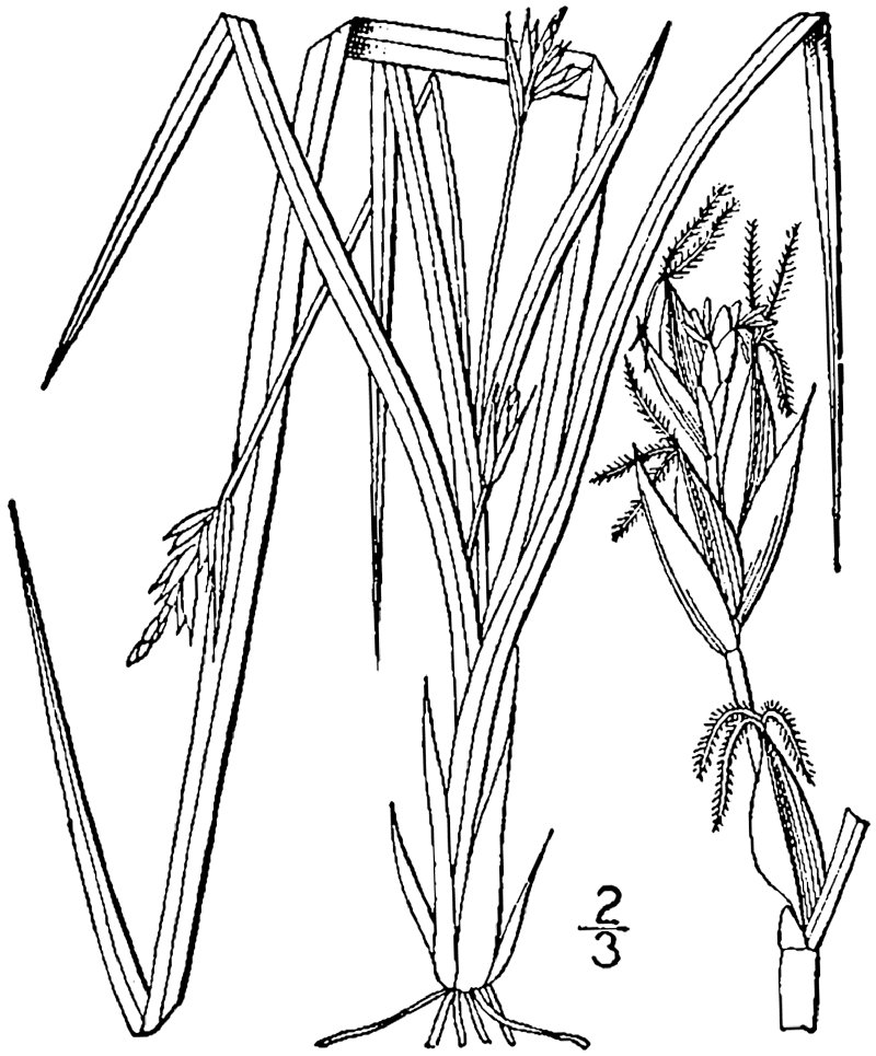 Willdenow's Sedge