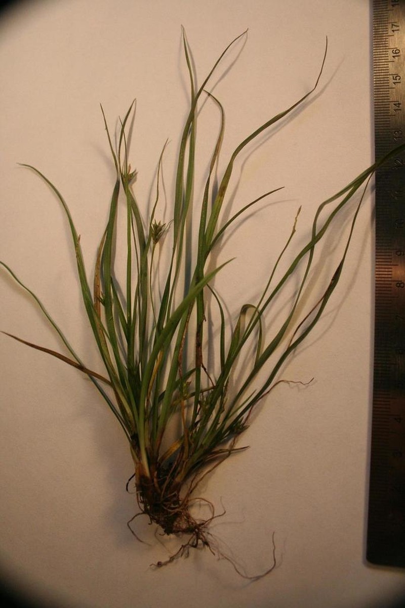 Willdenow's Sedge