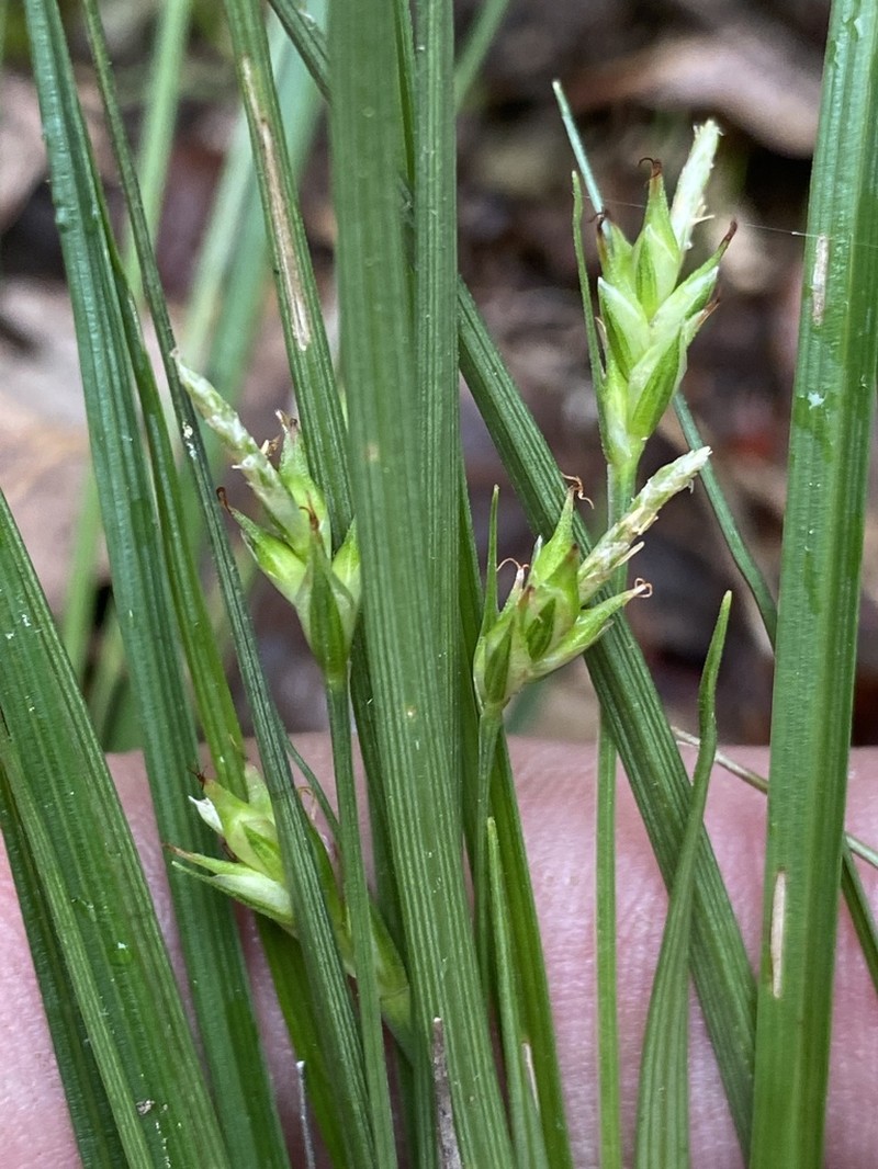 Willdenow's Sedge photo 2