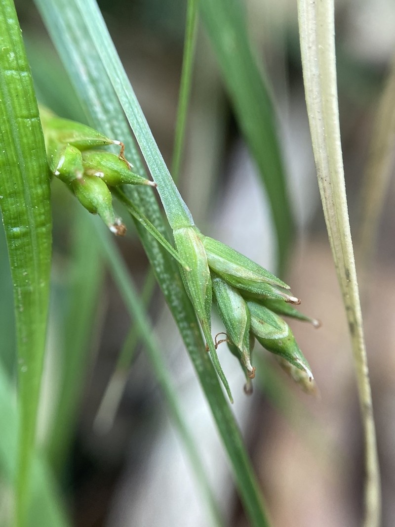 Willdenow's Sedge photo 3