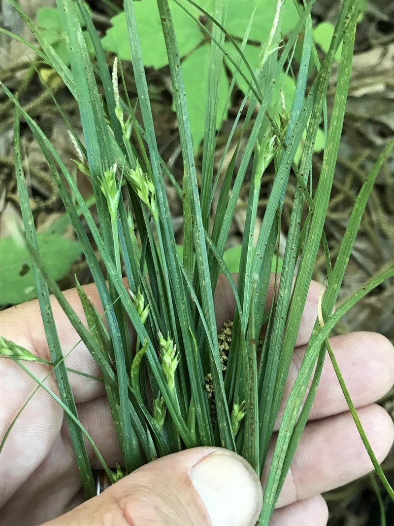 Willdenow's Sedge photo 4