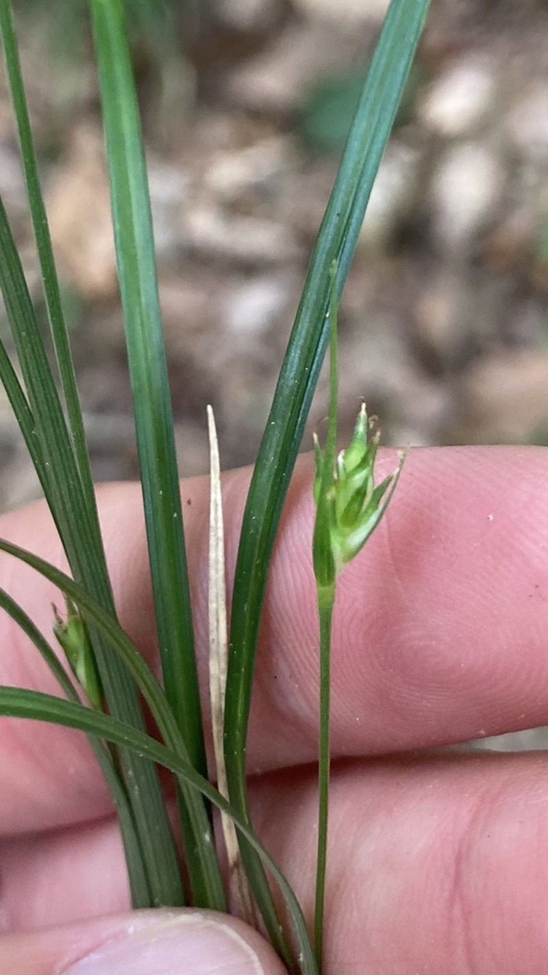 Willdenow's Sedge photo 5