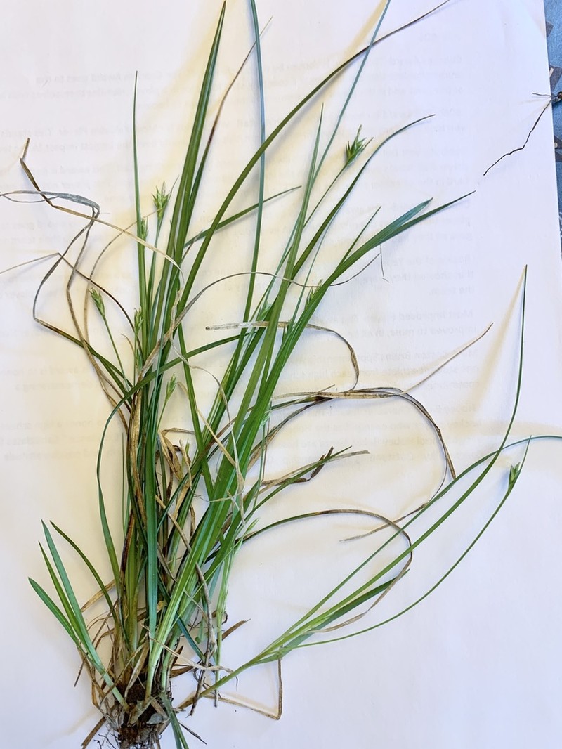 Willdenow's Sedge photo 6